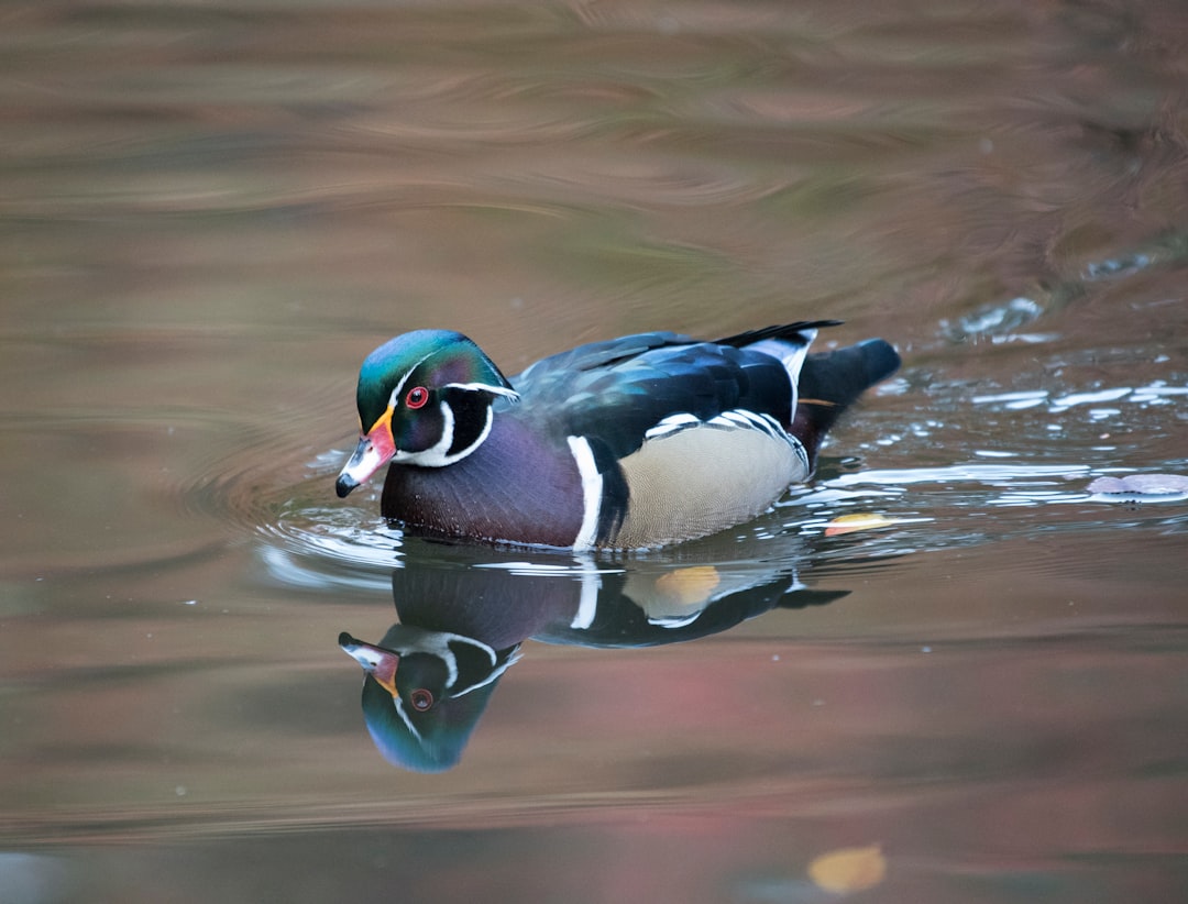 Pond