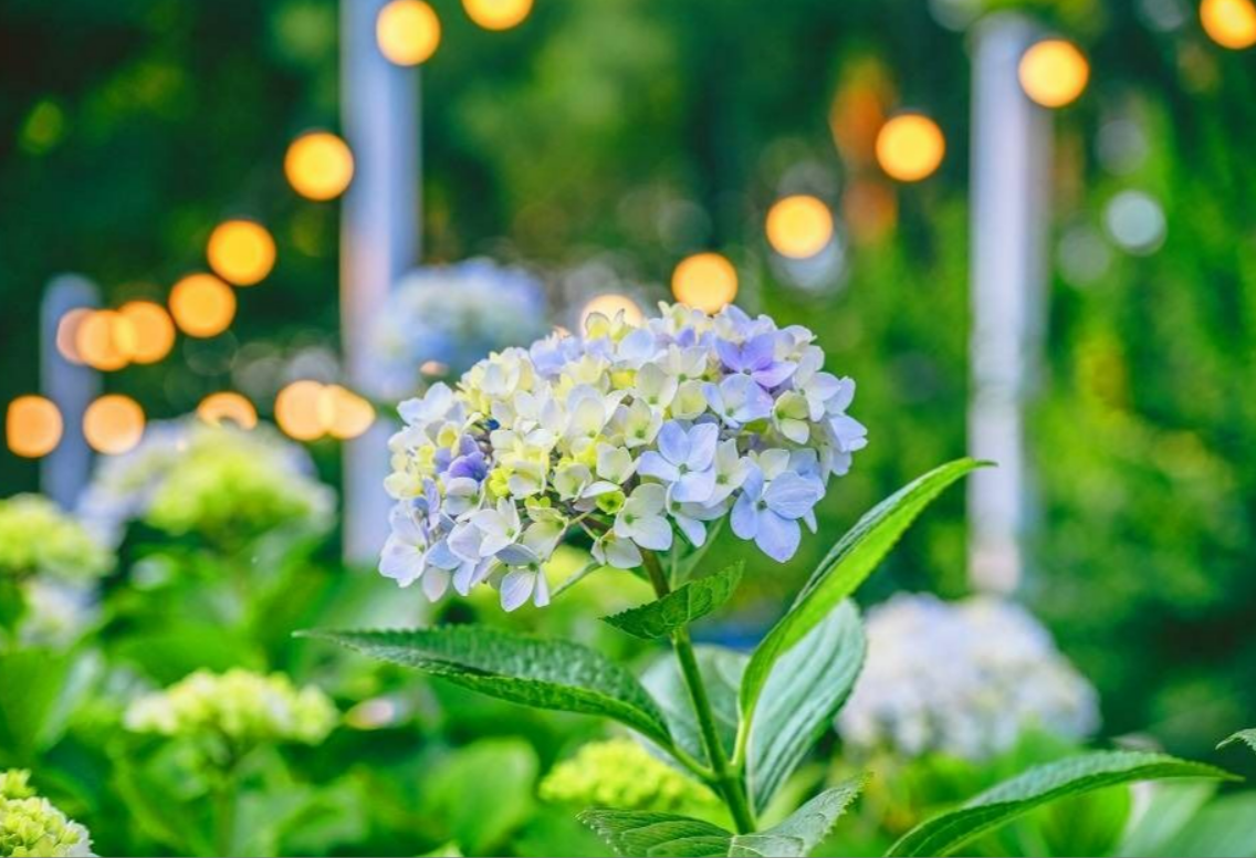 장생포 수국축제