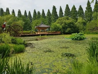 경상남도 수목원 5월의 꽃 관음죽꽃 핑퐁나무 황금자주달개비 마가렛 만첩빈도리 자란 크레이프자스민_9