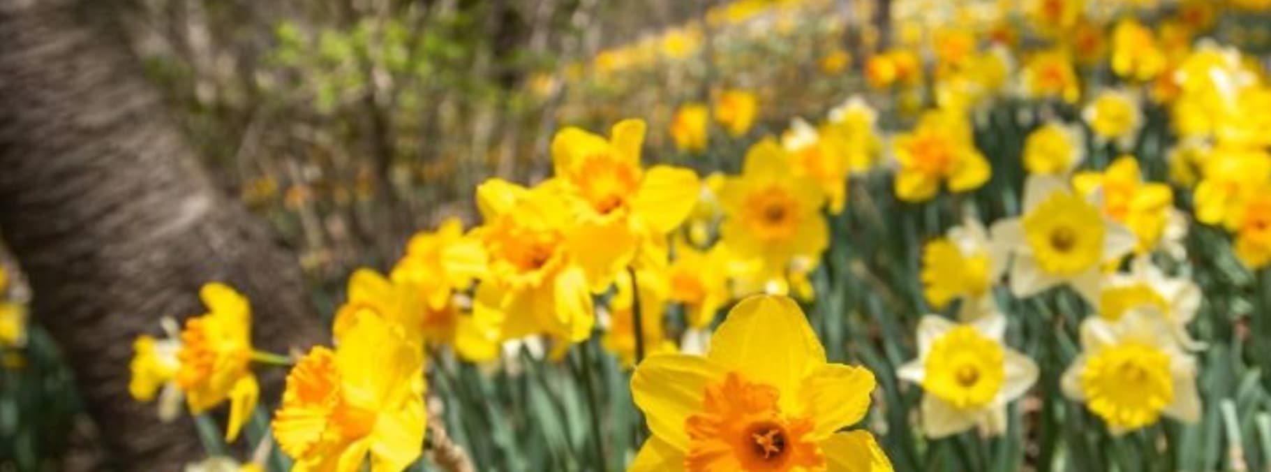 2025 드림파크 벚꽃축제｜개화 현황, 일정, 기간