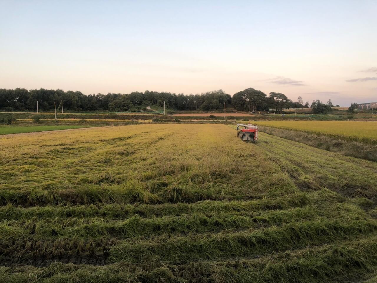 생생정보 독한 인생~ 독하다 독해! 안성 죽산면 떡 맛집 시골 떡집 오복시루 주문방법 생생정보 2296회