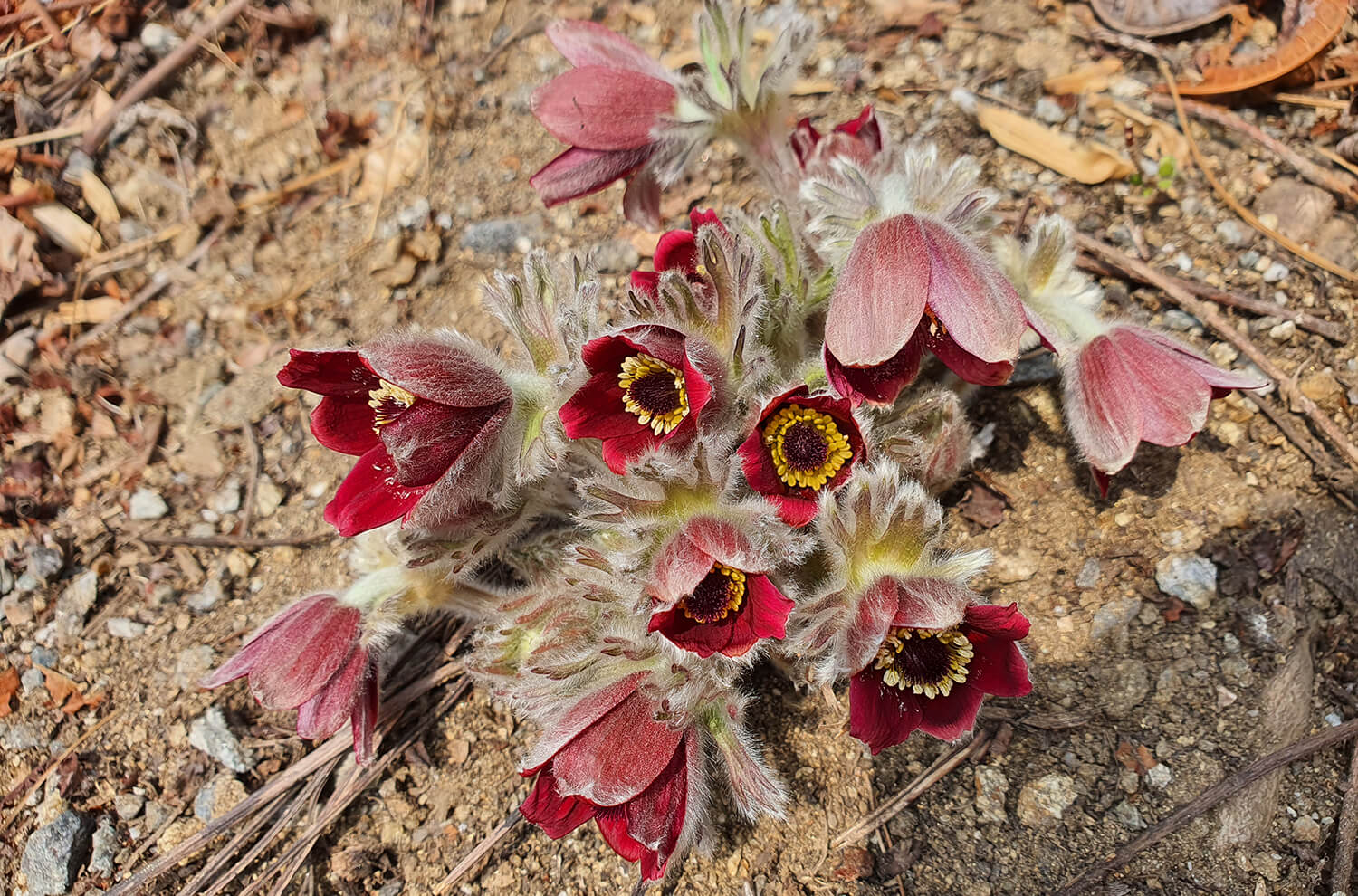 성남시식물원 할미꽃5