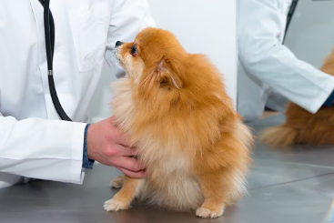 진료중인 강아지