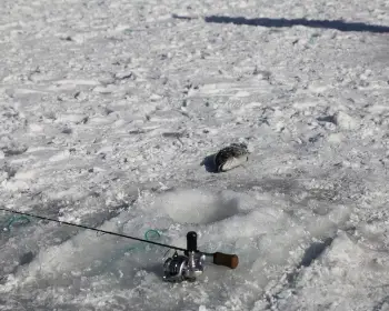 평창송어축제_1