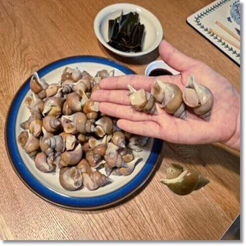 백골뱅이 제철 효능과 삶는 법