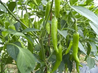 피망 재배 파종 시기 지주 설치 통풍 확보 병해 예방_12