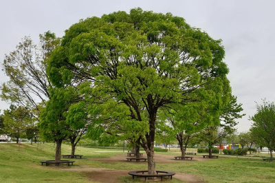 [정원수목]한옥 정원에 어울리는 한국 전통 수목 10가지