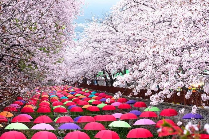 2025년 진해 군항제