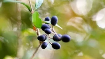 진한 향기에 취해버리는 이 꽃 산책로 옆 울타리 쥐똥나무_9