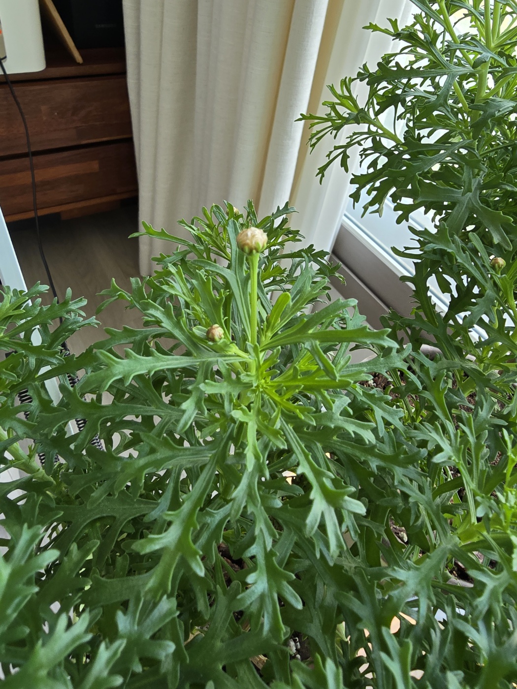 꽃대가 자라고 꽃망울도 커지고 있어요