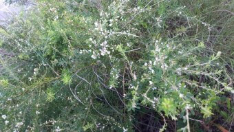 야관문 효능과 부작용 및 술 담그는 법