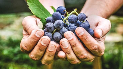 레스베라트롤을 함유한 포도를 두 손에 들고 있는 사진