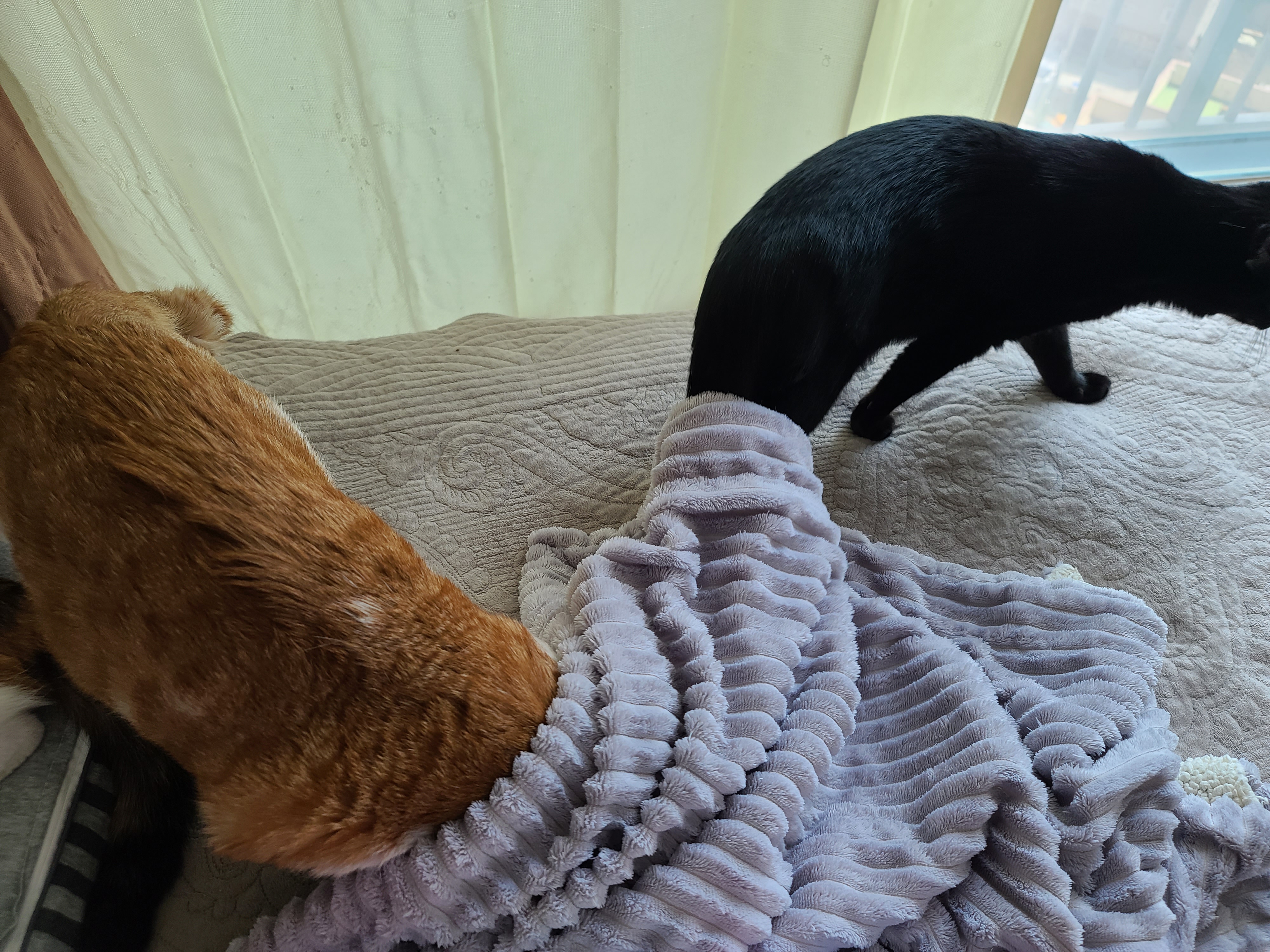 에어컨 바람을 피하고 싶을때 올블랙 건이와 막둥이 삐용이의 선택은...!