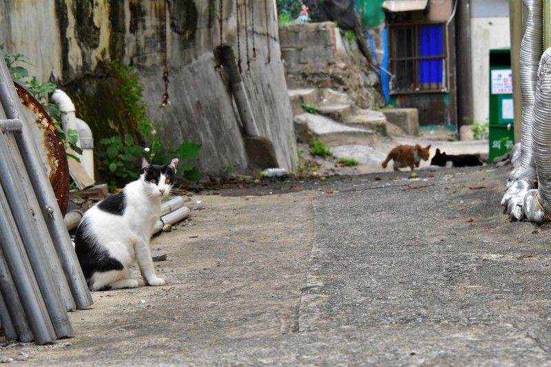 해운대 반여3동 삼어마을 고양이