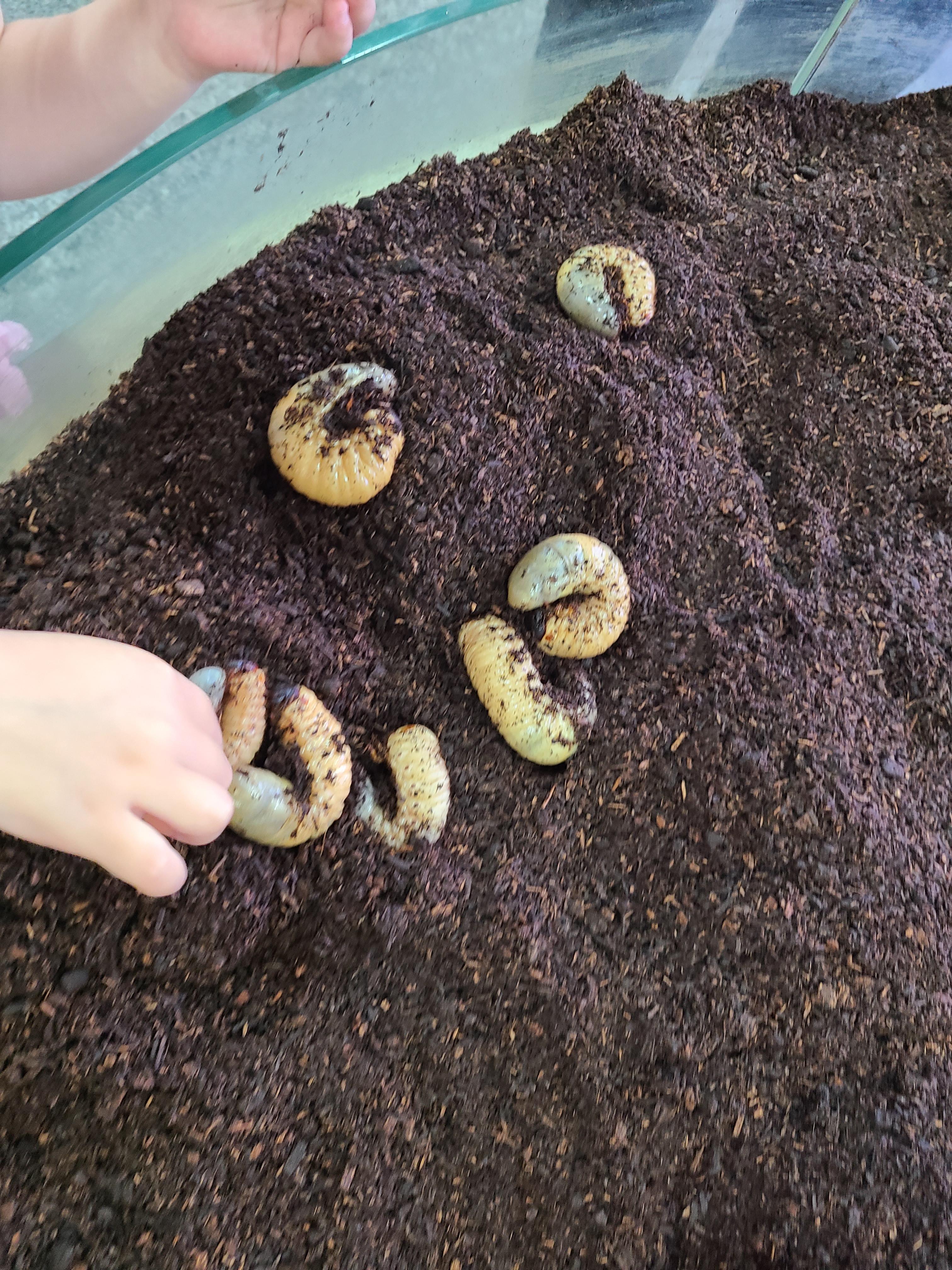 양평곤충박물관 장수풍뎅이 애벌레