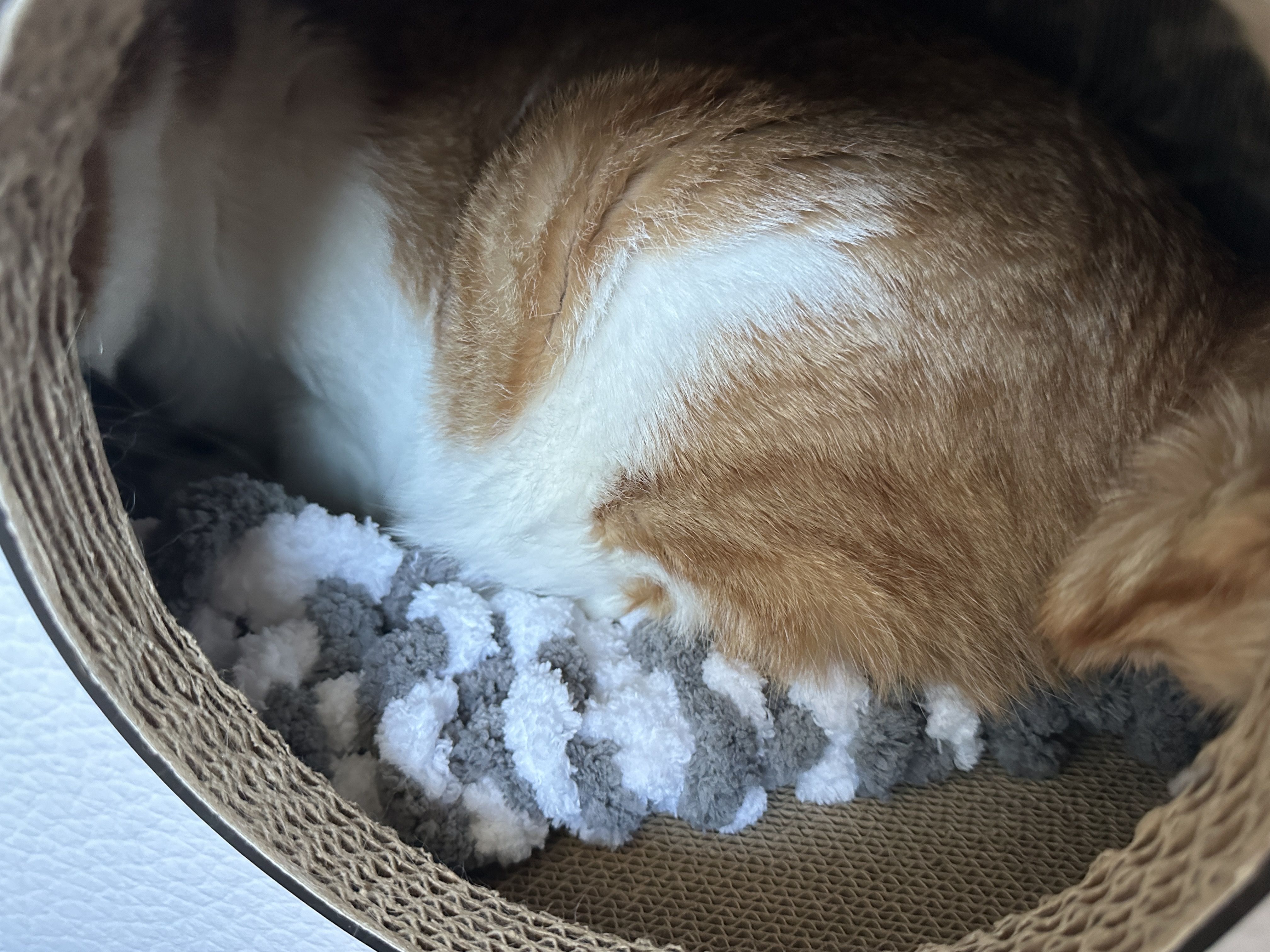 청키수면사_방석_위에_자리_잡은_막둥이