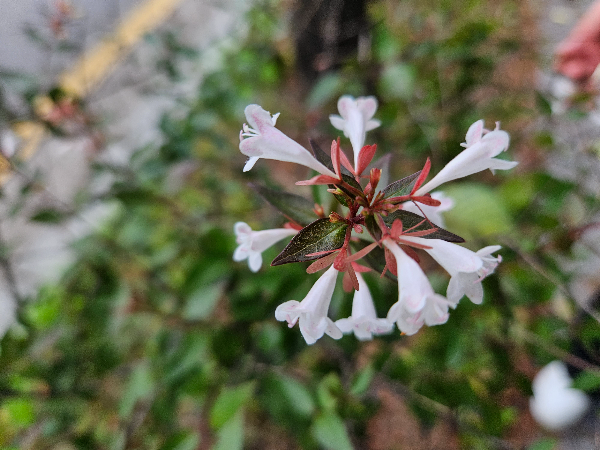 꽃댕강나무 꽃