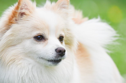 저먼 클라인 스피츠.