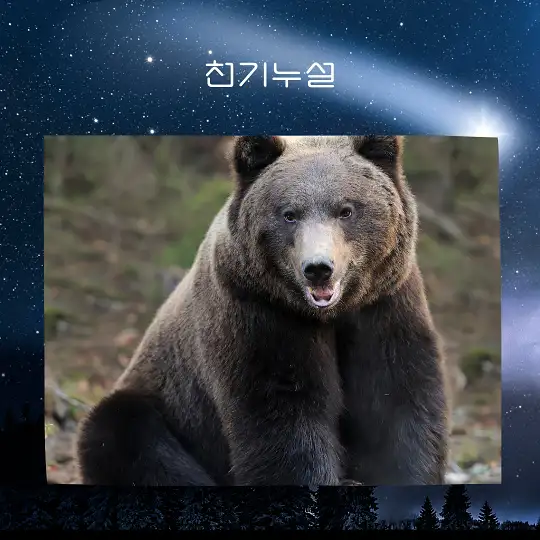 곰이 나오는 꿈 해몽