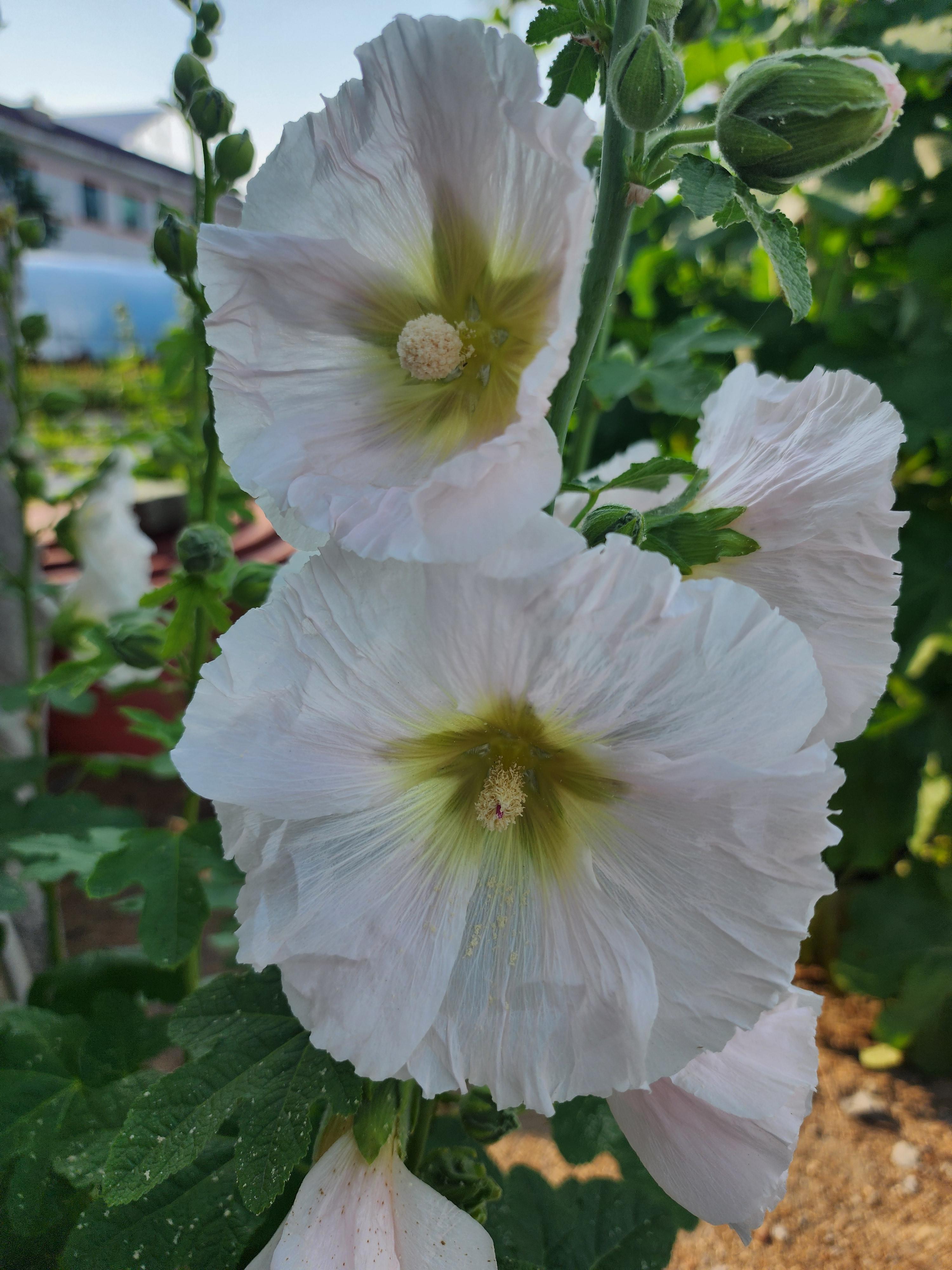 꽃말&amp;#44; 이름 유래&amp;#44; 특징&amp;#44; 파종 시기&amp;#44; 개화 시기&amp;#44; 재배 방법&amp;#44; 무궁화와 차이점