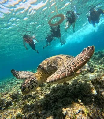 필리핀 보홀여행 패키지 여행 필수 코스_13