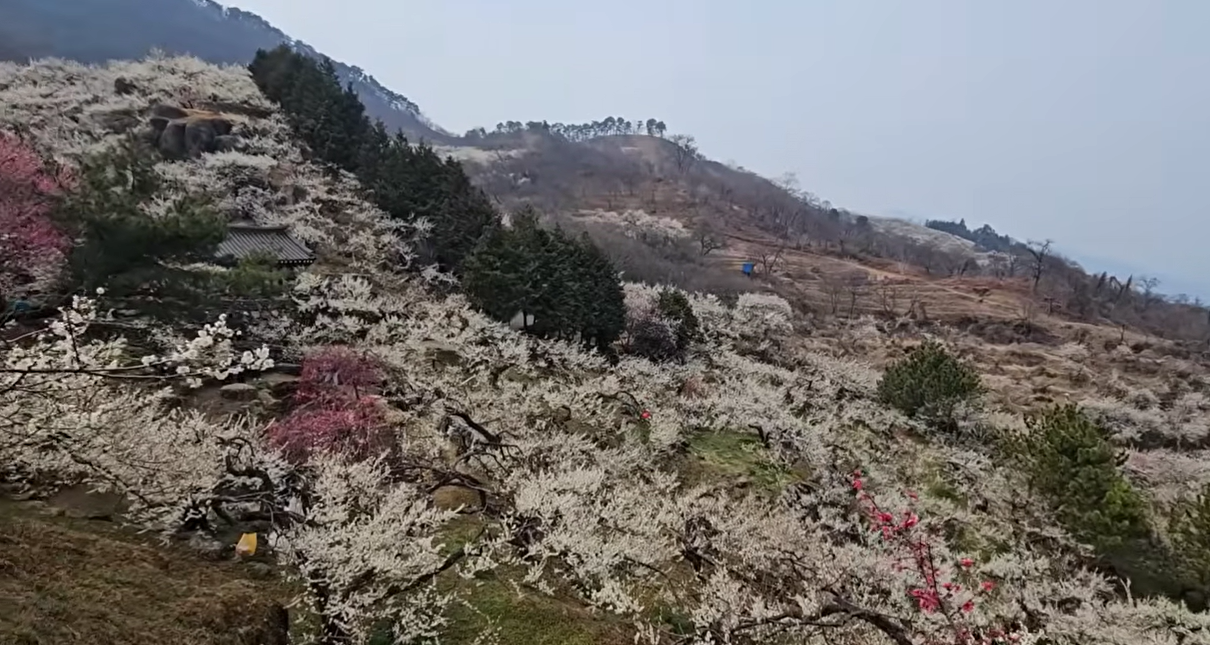 언덕 위에서 내려다본 광양 매화마을 풍경