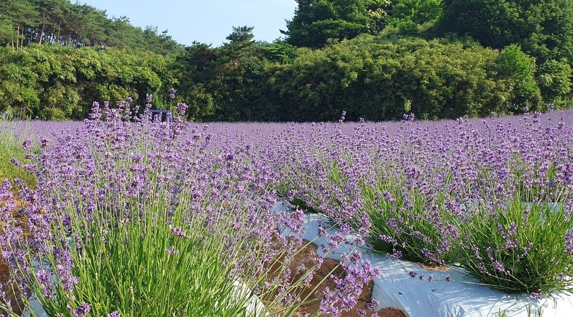 고창청농원 라벤더시즌