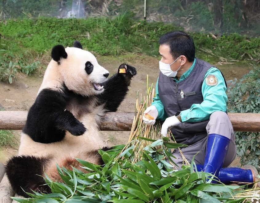 Change.org 푸바오 관련 청원 화면