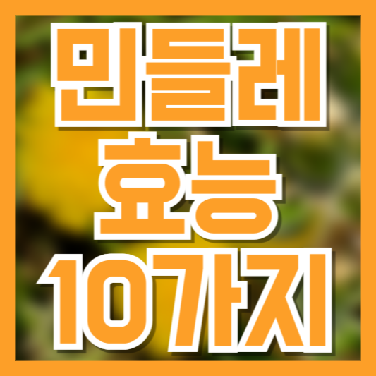 민들레 효능 10가지와 부작용, 간 건강부터 염증 제거까지 한눈에 보기!