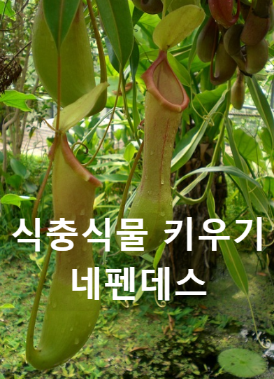식충식물 네펜데스 벌레잡이 식물