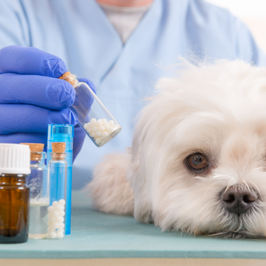 강아지-혈액암-림프종