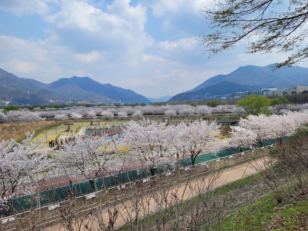 하남 당정뜰 벚꽃 만개 봄 산책길