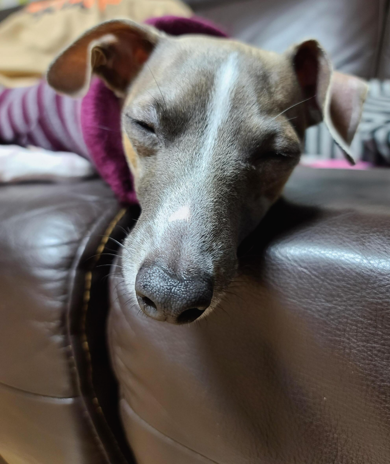 나는 강아지 조카들이 있다. 쏭! 팽!