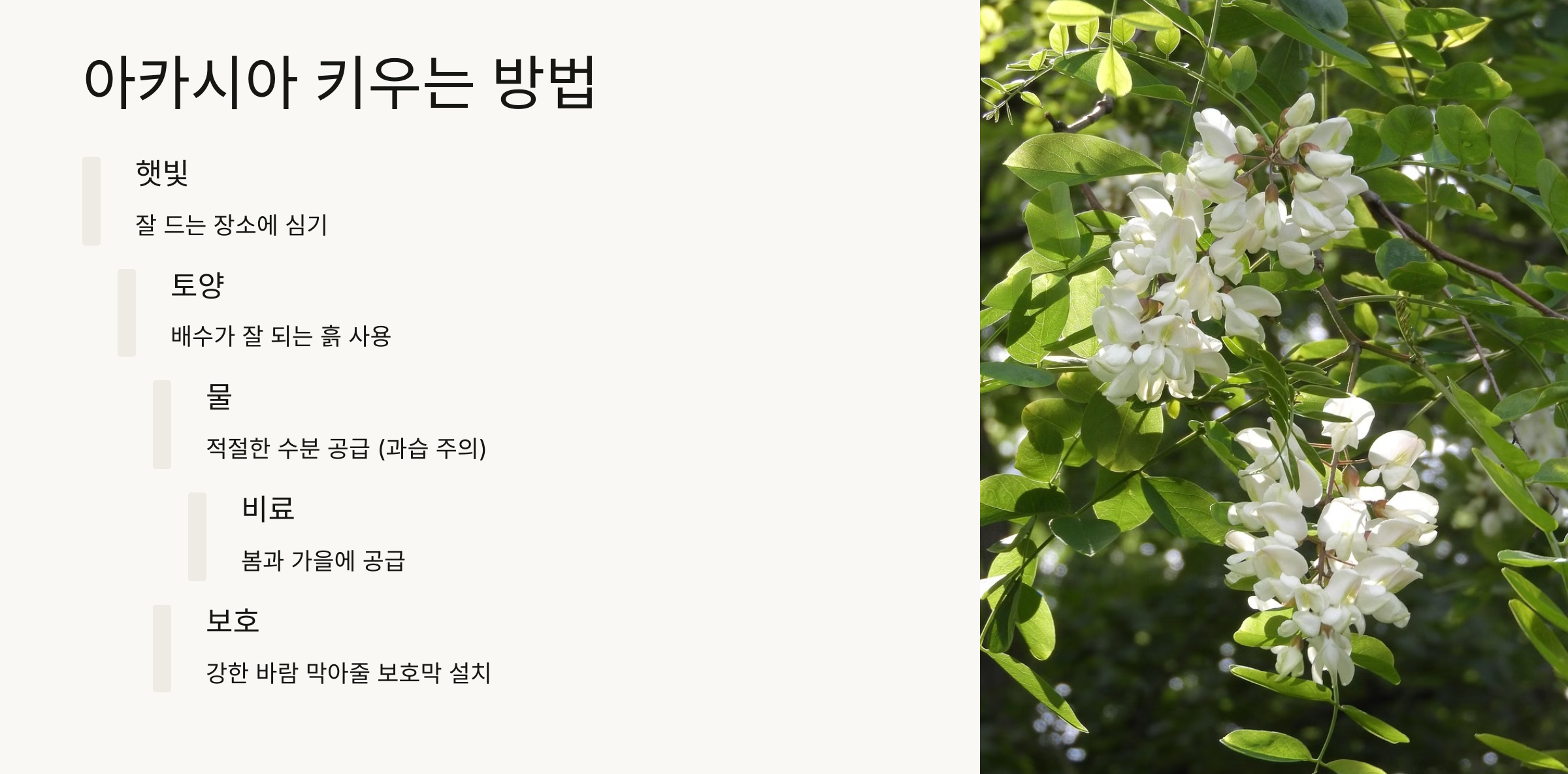 아카시아 꽃