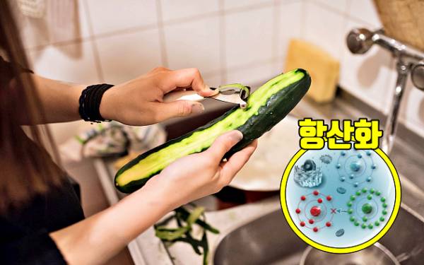 오이 껍질 효능 항산화물질