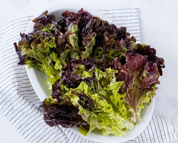 상추 겉절이 만드는 황금레시피