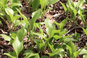 차전자피의 효능07