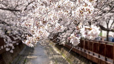 진해군항제 벚꽃 축제