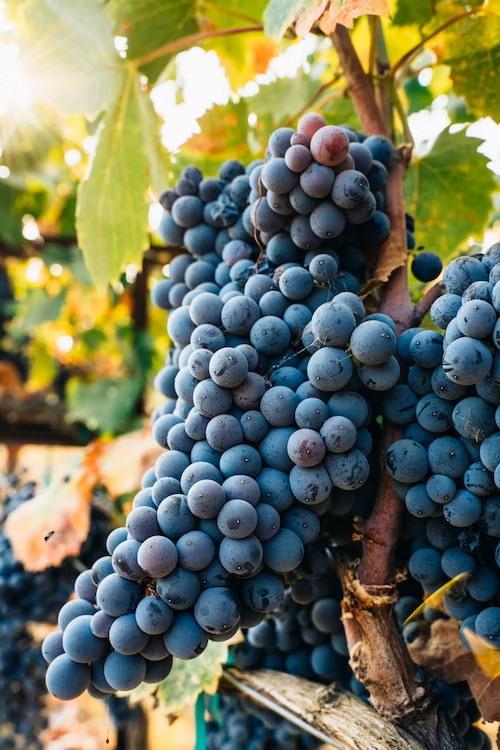 Vitis Labuusca