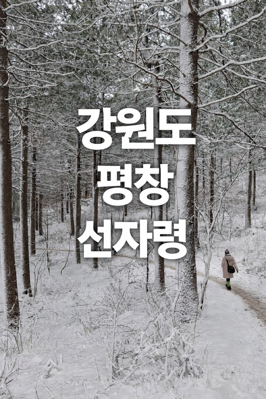 강원도 평창 바우길 1코스 대관령 선자령 트레킹 시간 교통 투어