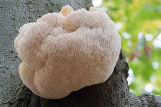 노루궁뎅이버섯 효능 및 영양성분