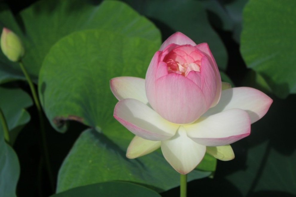 세미원 연꽃문화제