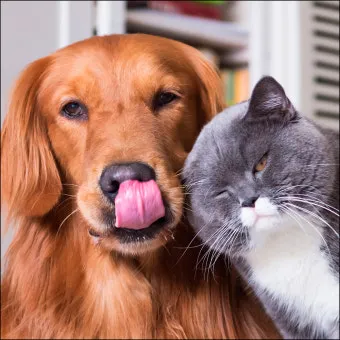 개 고양이 트라조돈 약물 사용 가이드와 주의사항 정리_21