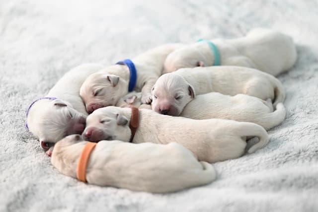 canine atopic dermatitis