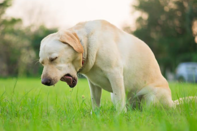 구토하는 강아지