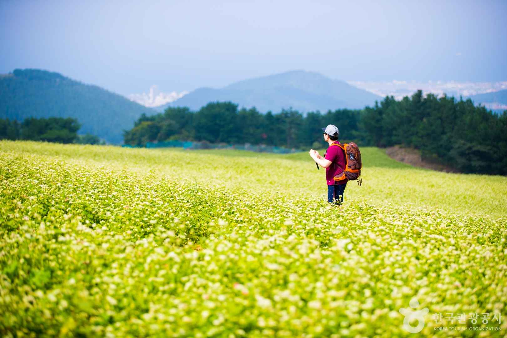제주 오라동메밀밭