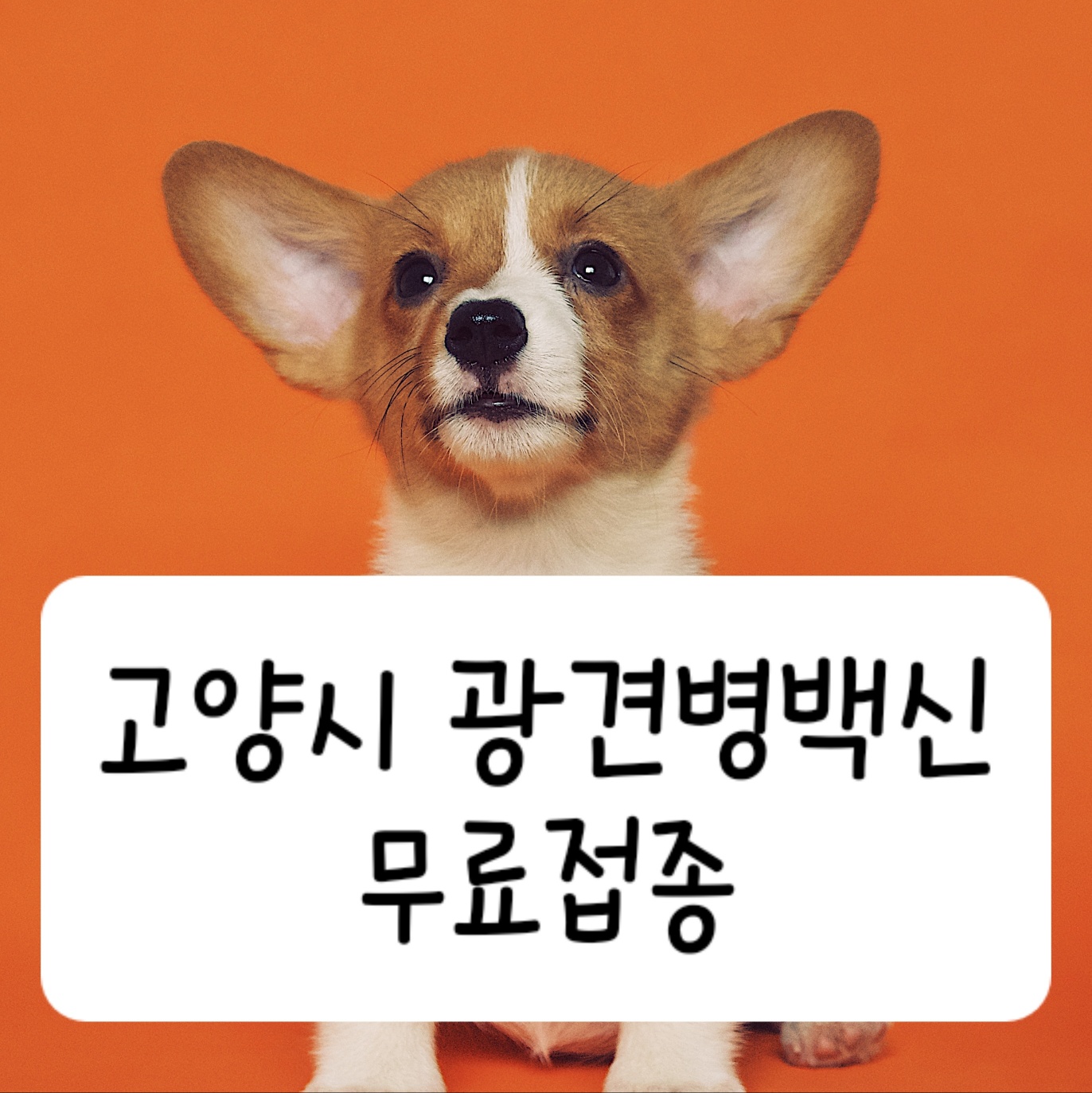 고양시 광견병