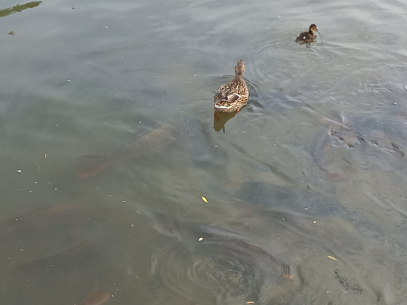 엄마오리와 아기오리