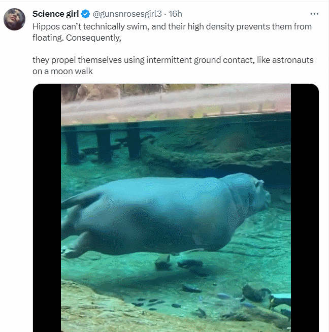 최고의 커플 ㅣ 하마의 수영법 VIDEO: The world cuest couple ㅣHow a Hippo Swim