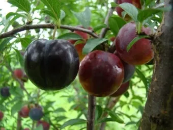 체리나무 재배법 건강한 과일 나무 키우기_9